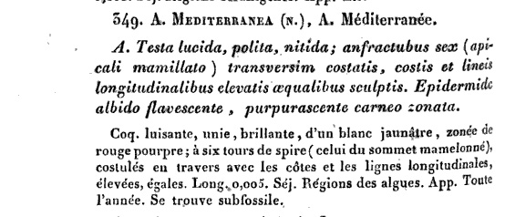 Rissoidae nel Mediterraneo: Genere Alvania